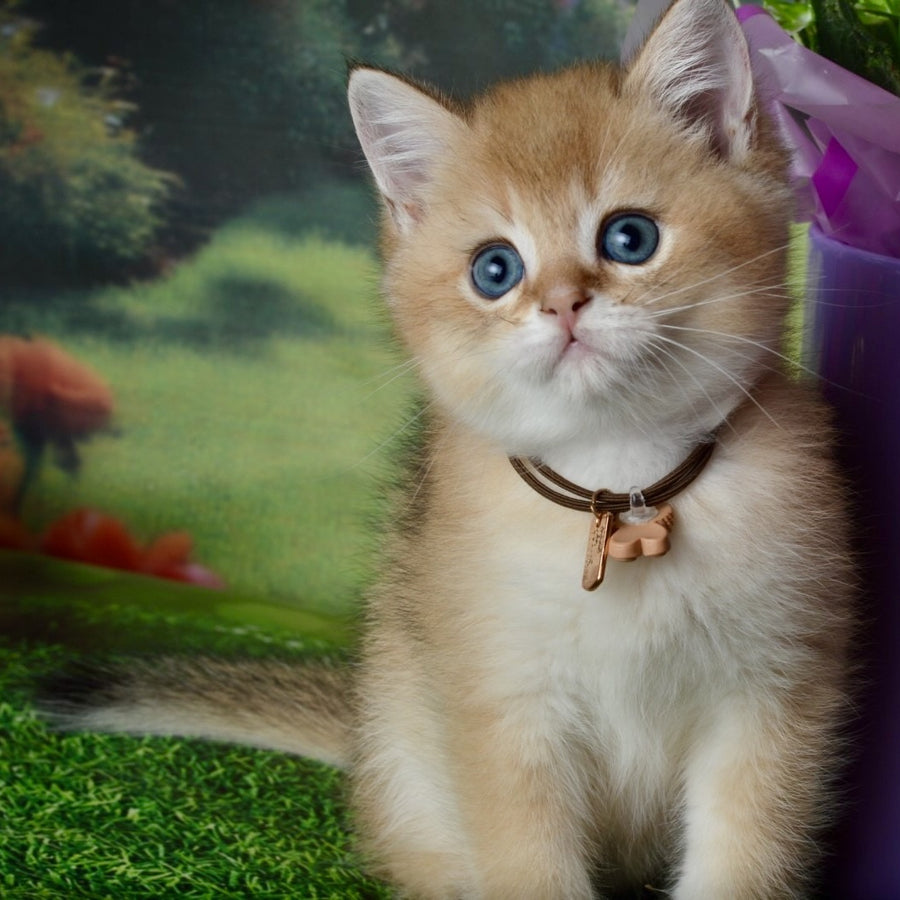 Uinston British Shorthair male, black golden shaded