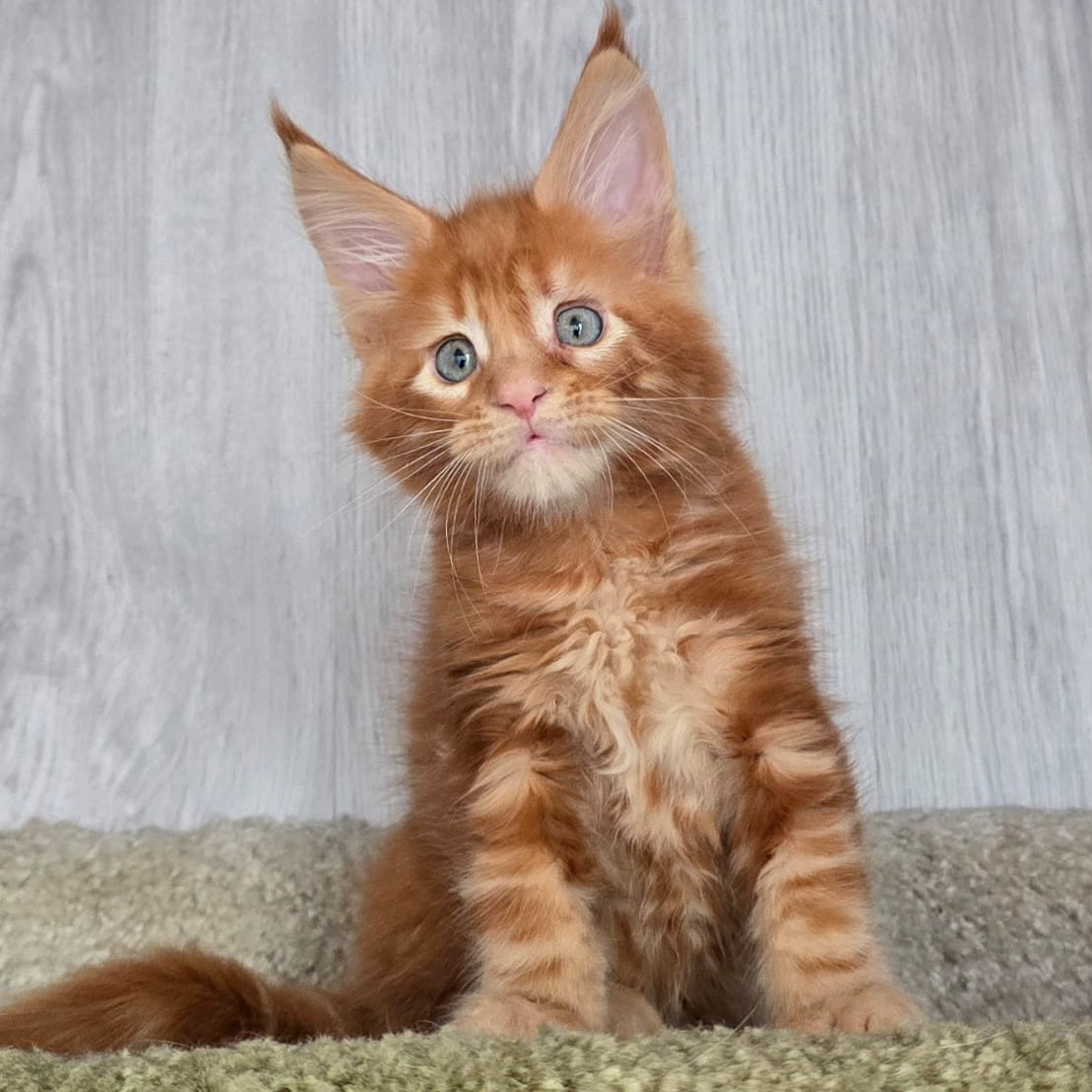 Elvin Maine Coon male, red