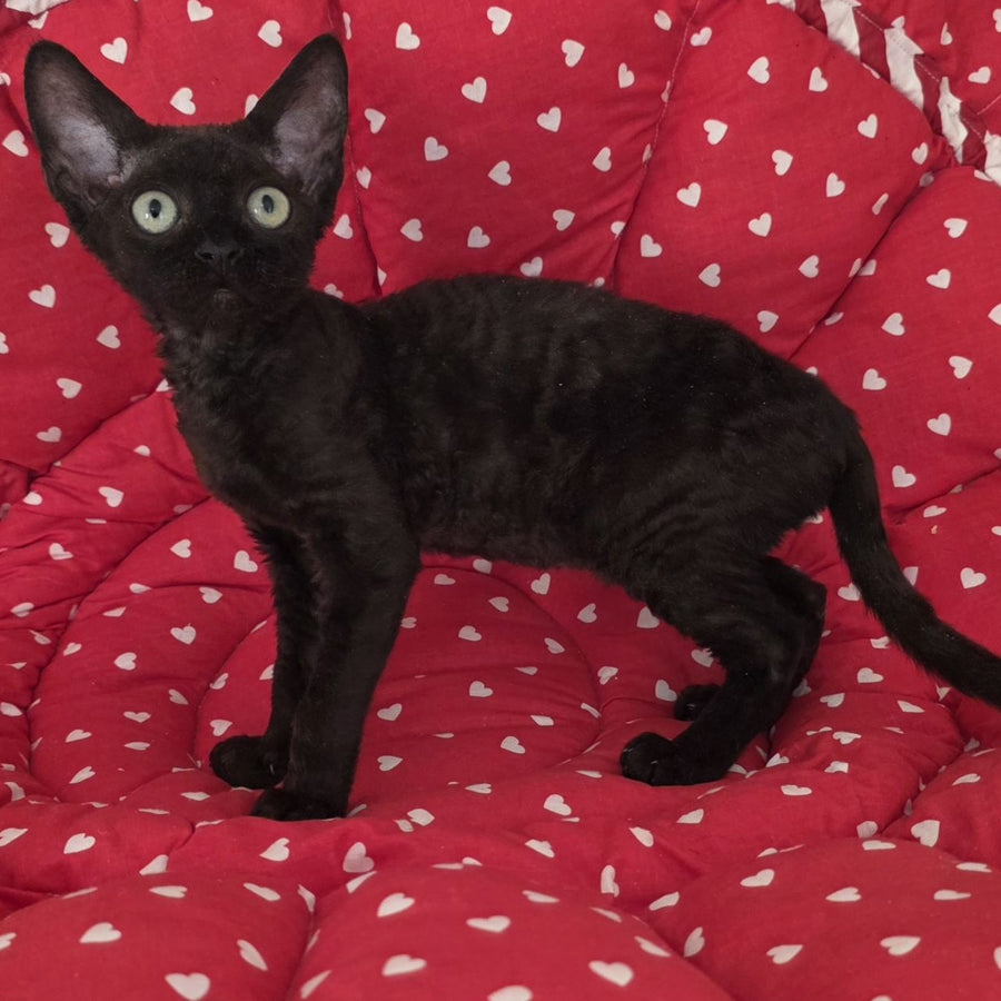 Archi Devon Rex male, black