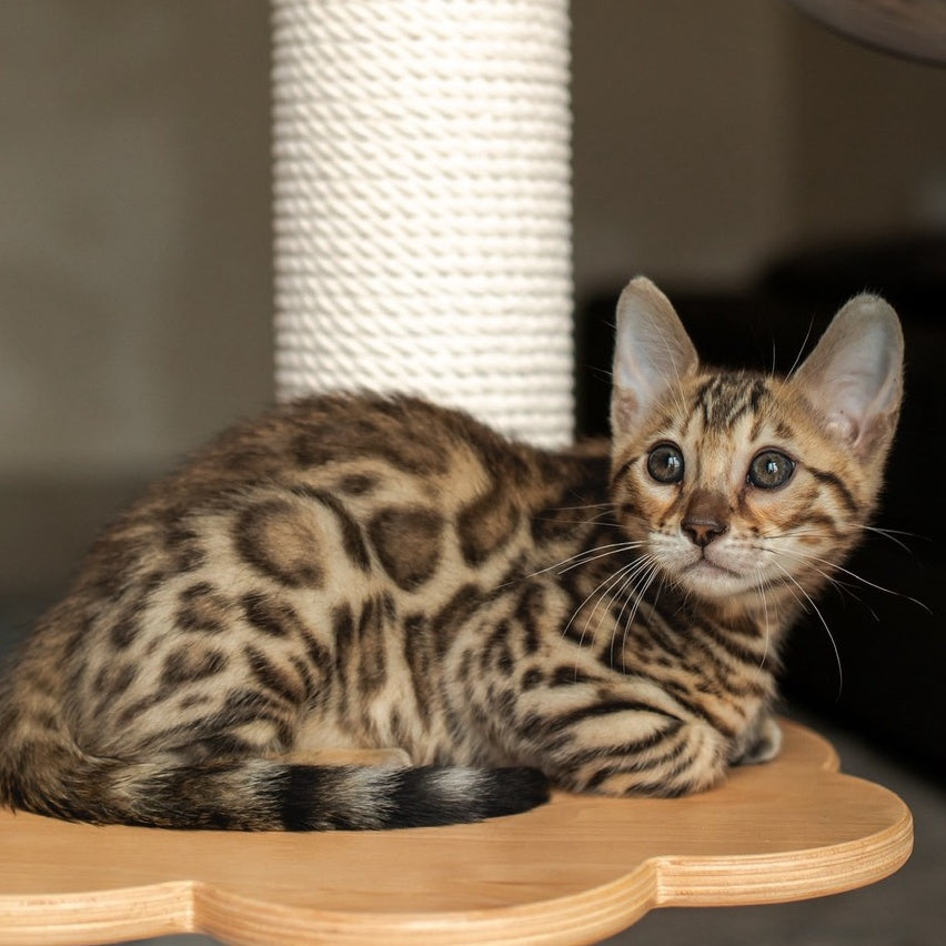 Newton Bengal male, black spotted tabby
