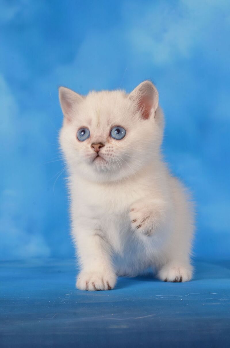 Olesya Scottish Straight female, black silver shaded pointed