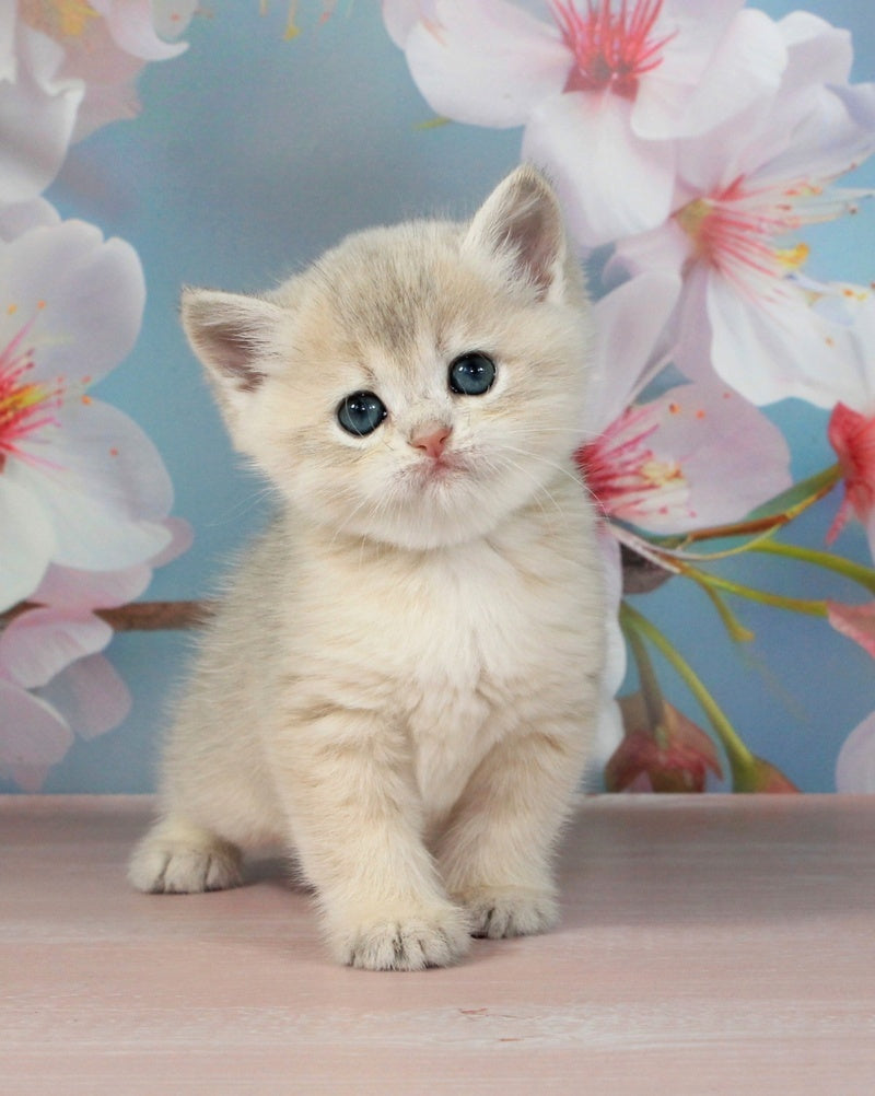 Princess British Shorthair female blue golden shaded - live animals
