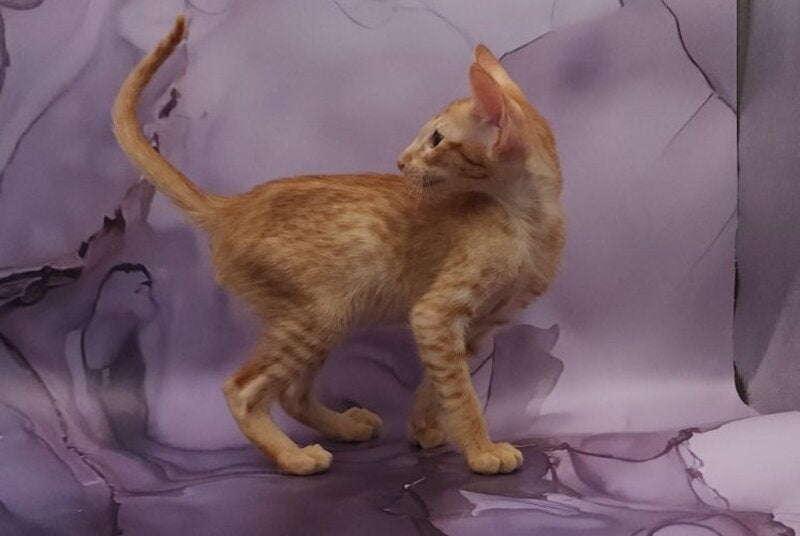 Sanrise Oriental Shorthair male, red spotted tabby
