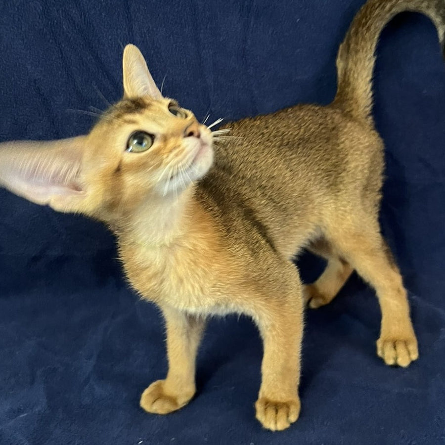 Flora Abyssinian female, black