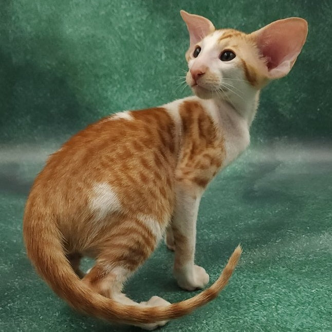 Ziggy Oriental Shorthair male, red bicolour spotted tabby