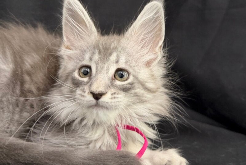 Zama Maine Coon female, blue silver tabby