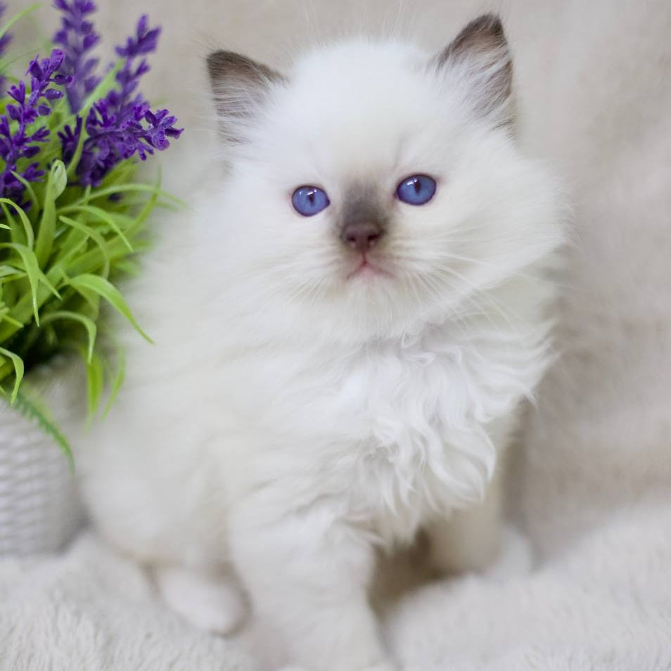 Kimi Ragdoll male, black mitted