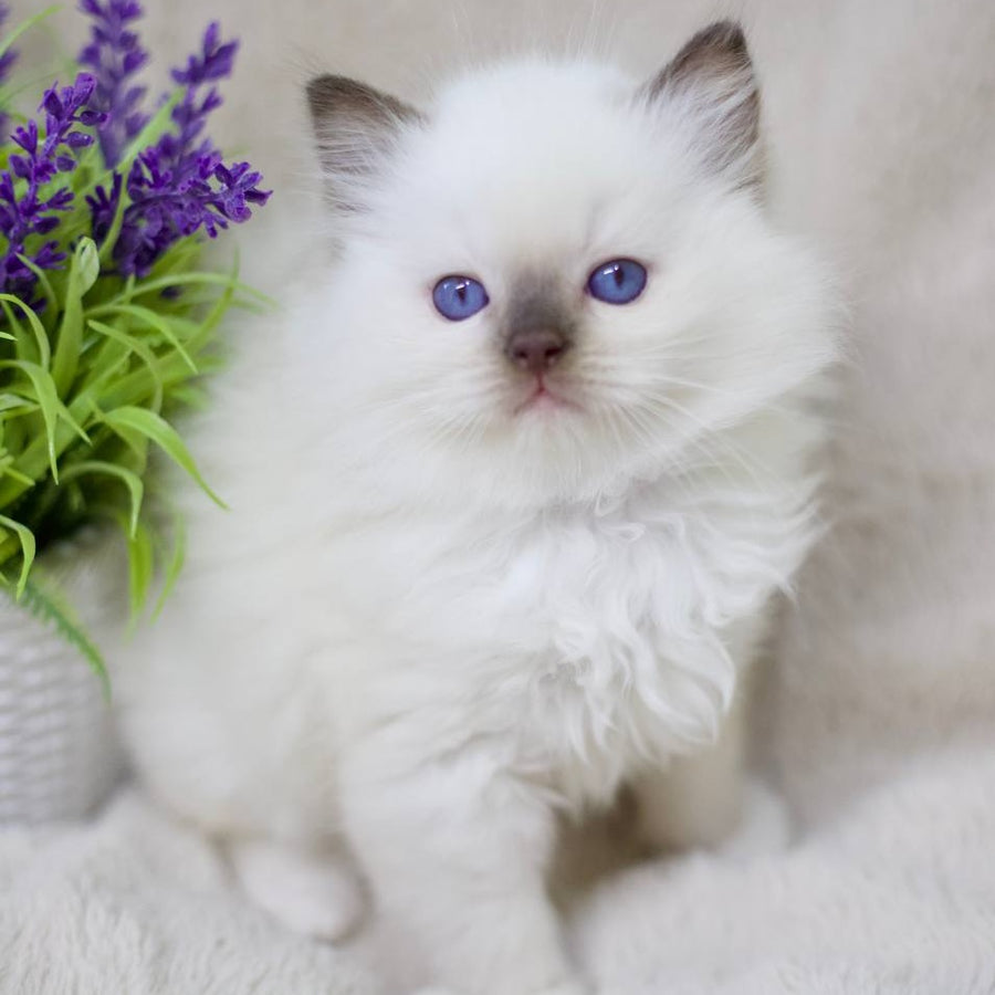 Kimi Ragdoll male, black mitted