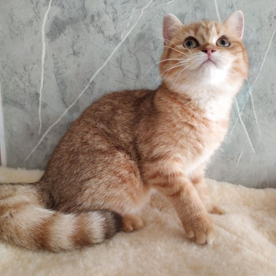 Agatha British Shorthair female, chocolate golden spotted tabby