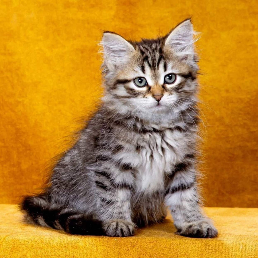 Kazimir Siberian male, black spotted tabby