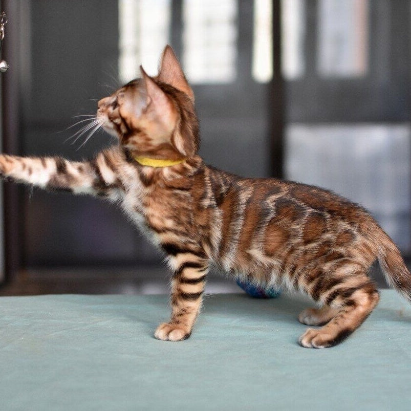 Mario Bengal male, black spotted tabby