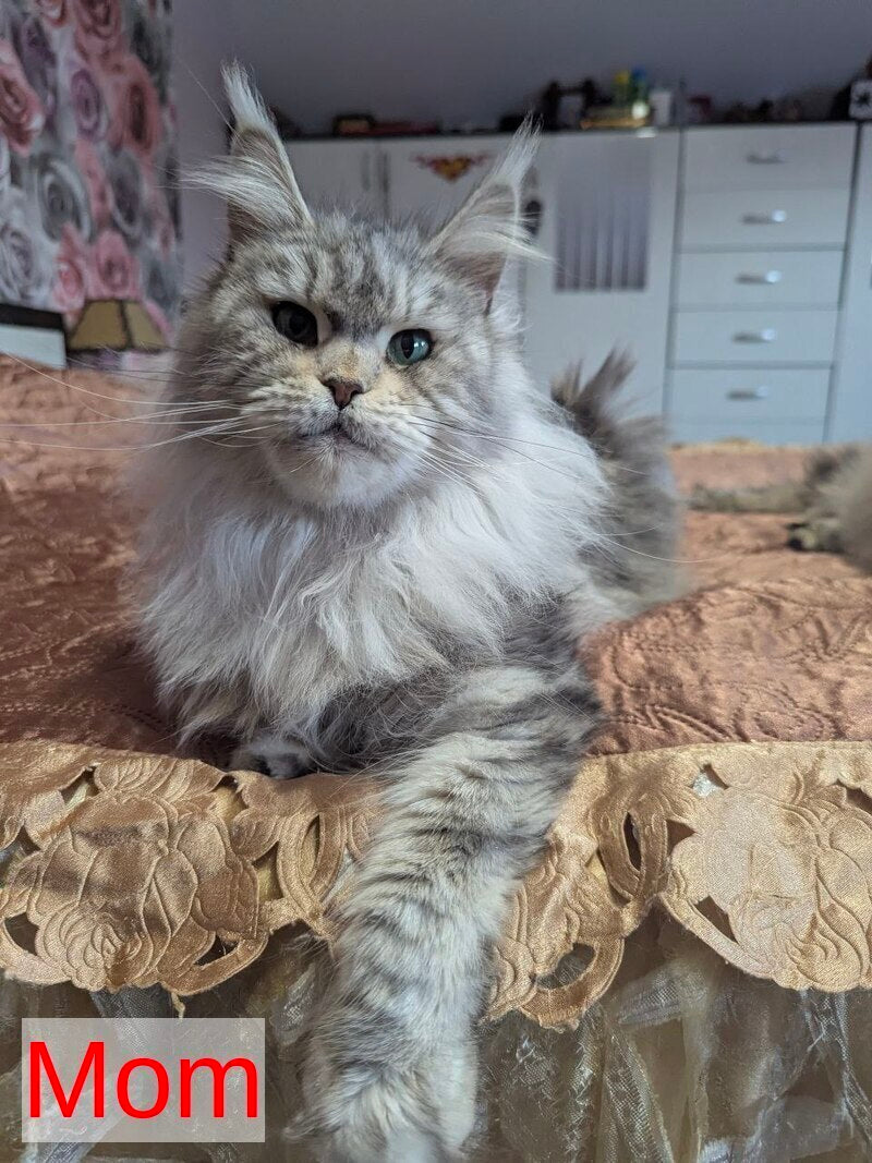 Ursalina Maine Coon female, black silver tabby