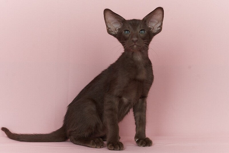 Quentin Oriental Shorthair male chocolate - live animals