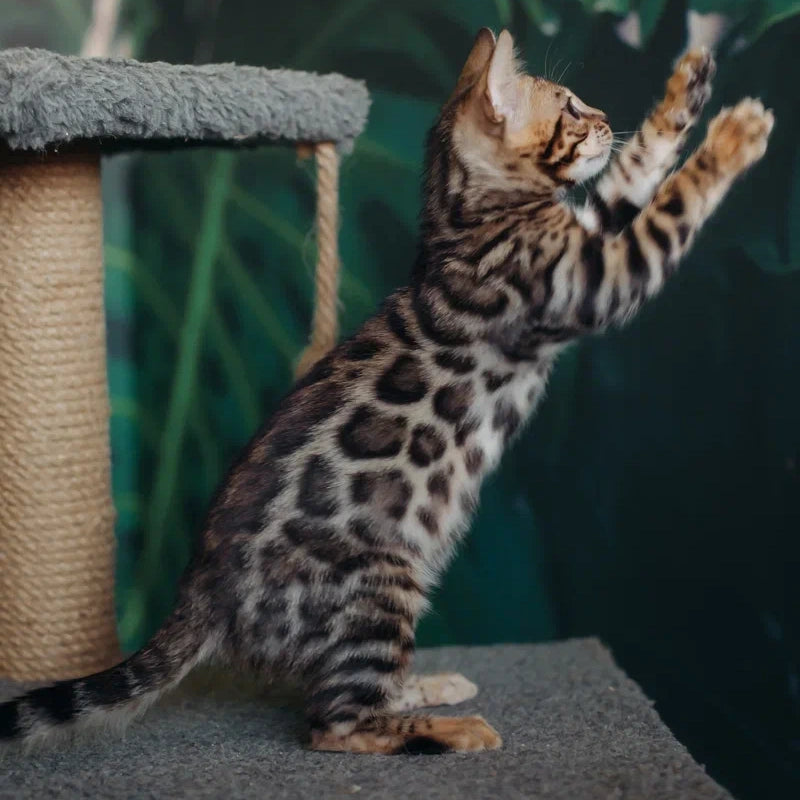Fazan Bengal male, black spotted tabby