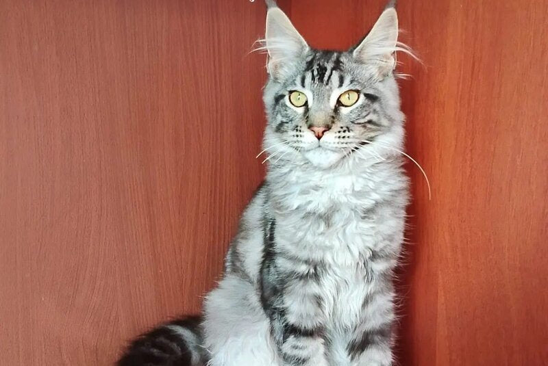 Jasper Maine Coon male, black silver tabby