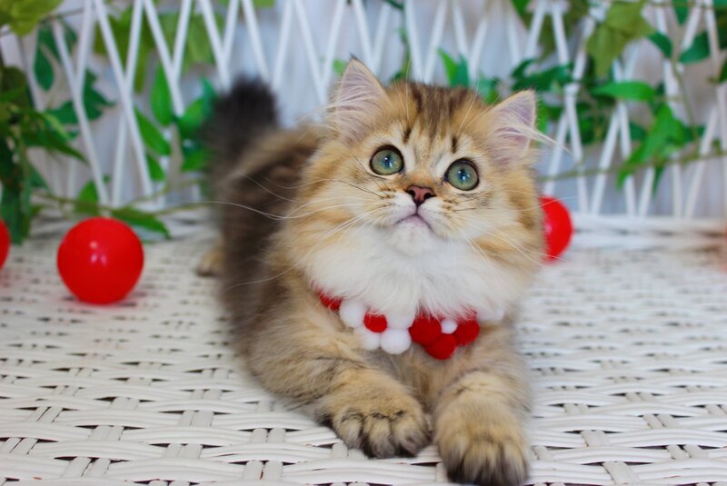Carmen Munchkin female, chocolate golden ticked tabby