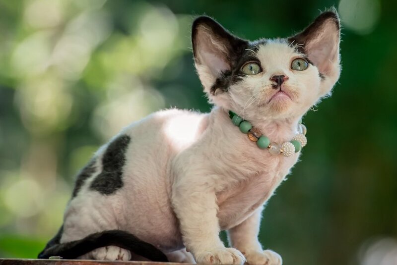 Luntik Devon Rex male, black harlequin