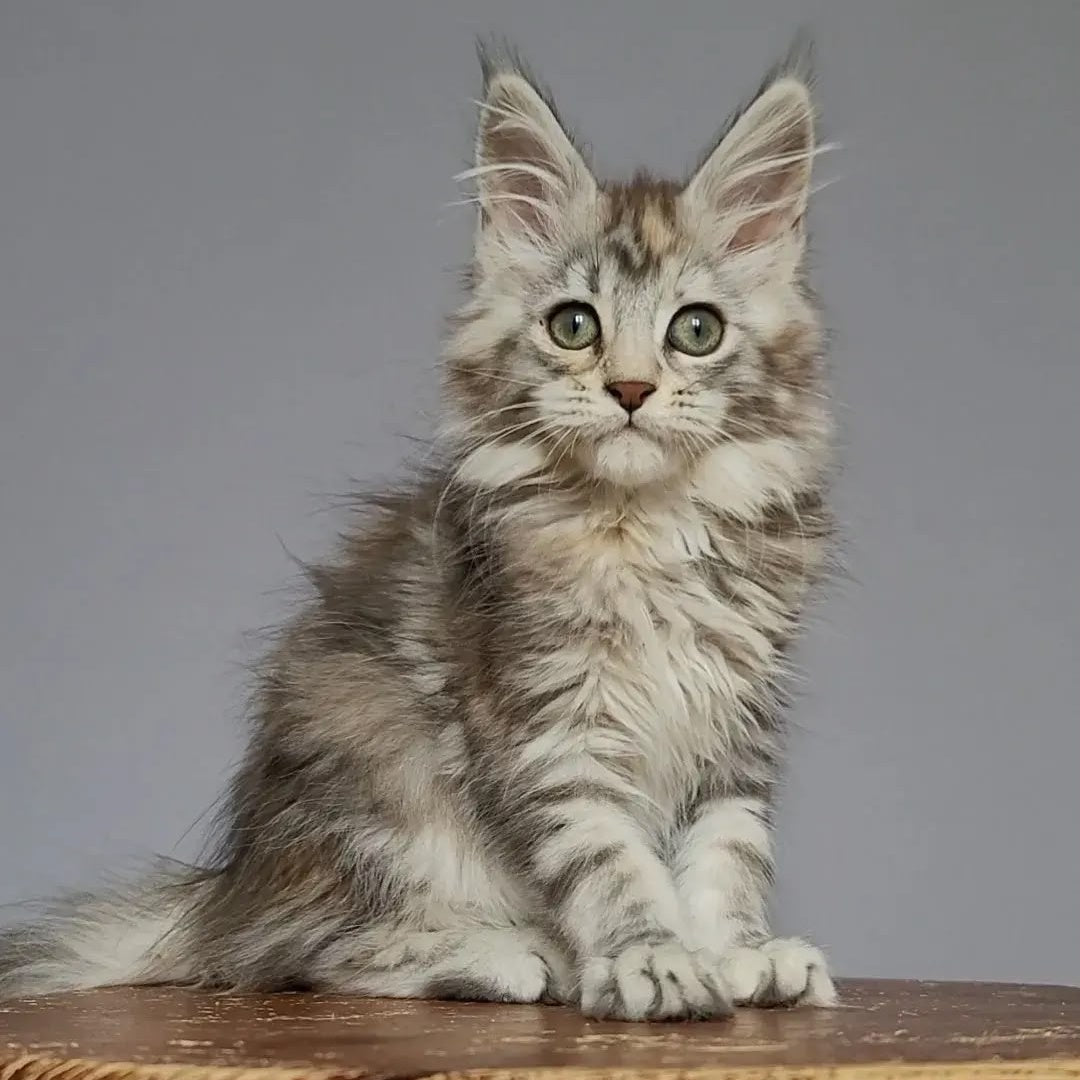 Hizar Maine Coon female, black tortie silver tabby