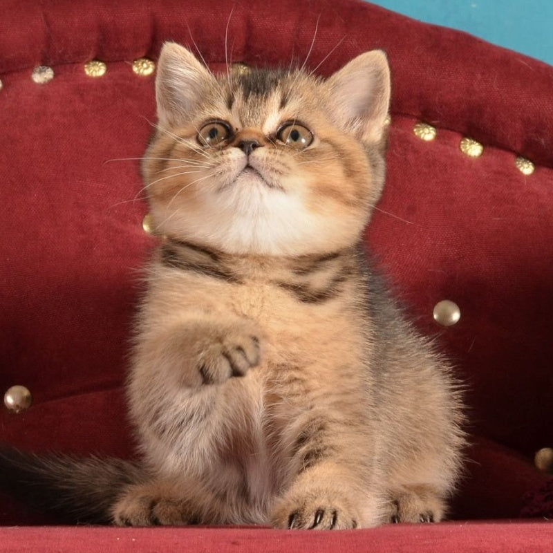 Iriska Scottish Straight female, black ticked tabby