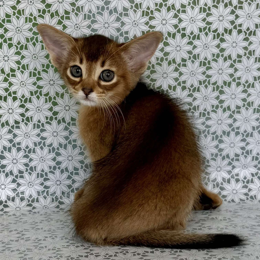 Hrizantema Abyssinian female, ruddy