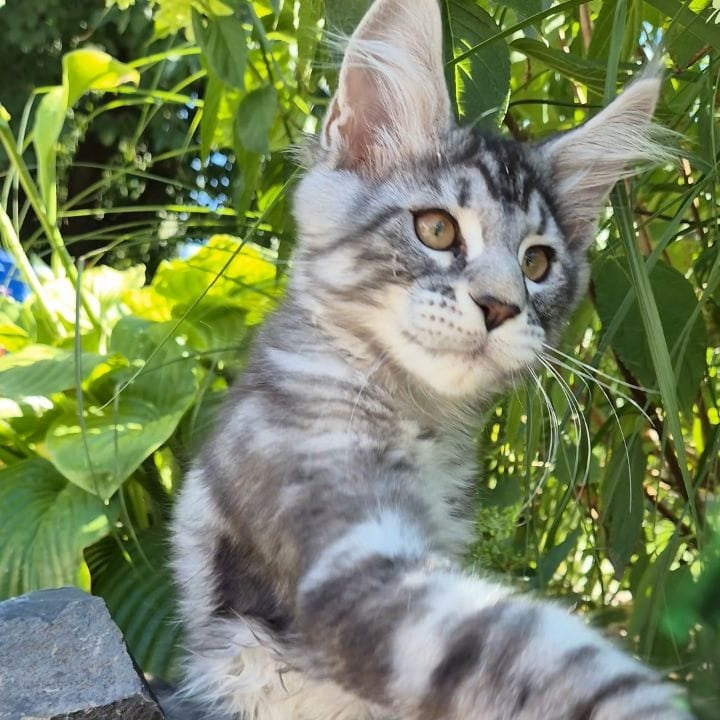 Kohinoor Maine Coon male, black silver tabby