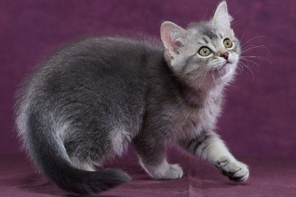 Eustace Scottish Straight male blue silver ticked tabby - live animals