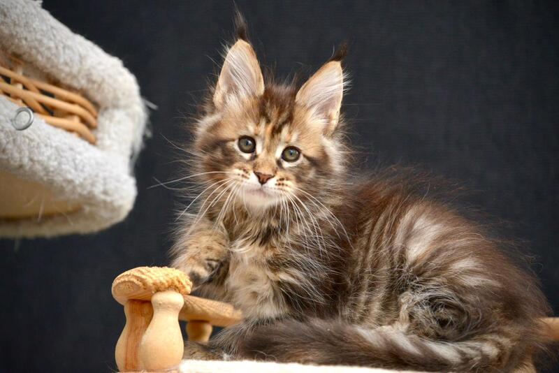 Wild Rose Maine Coon female black tortie tabby live animals