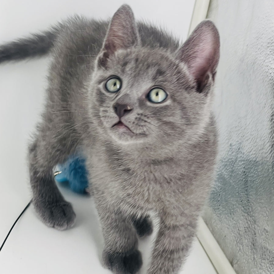 Archie Russian Blue male, blue