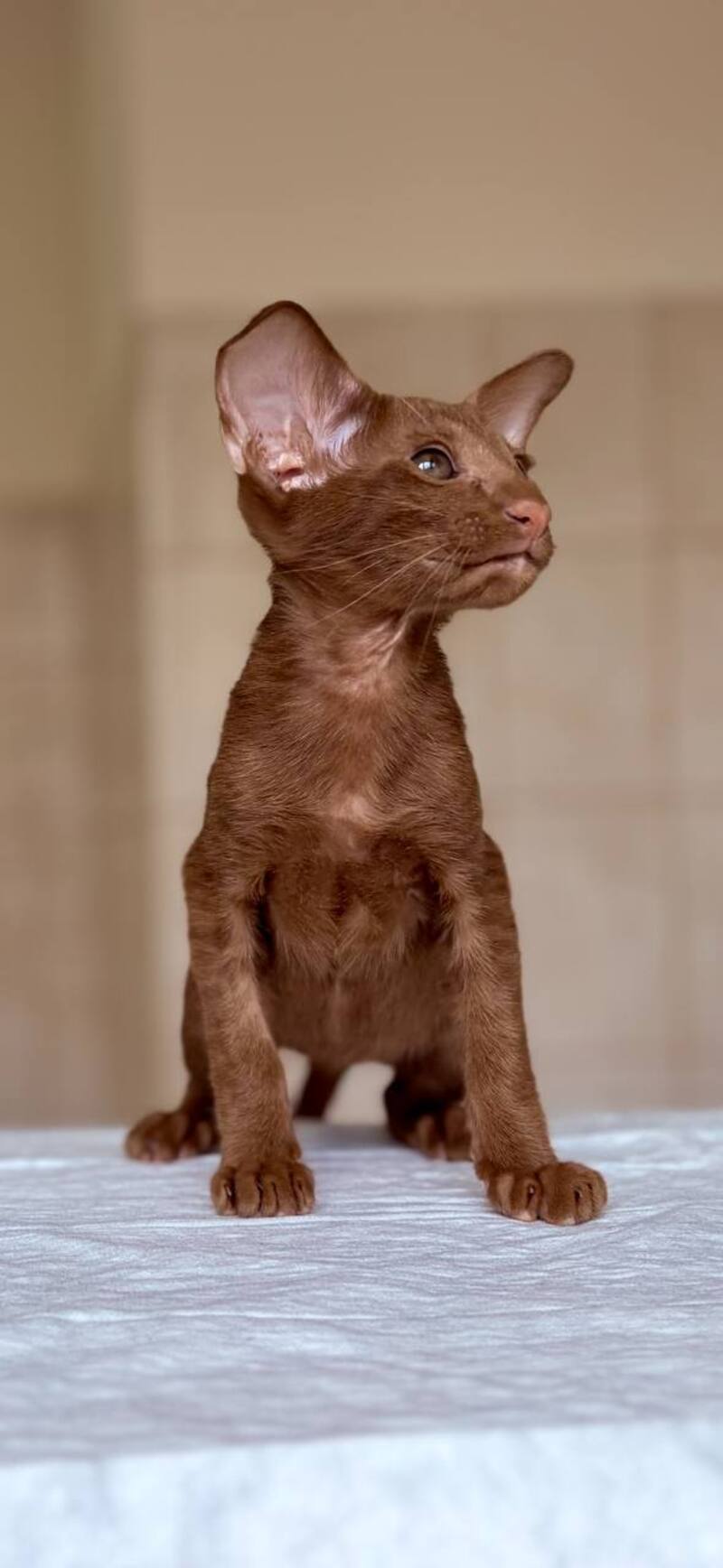 Rivz Oriental Shorthair male, cinnamon