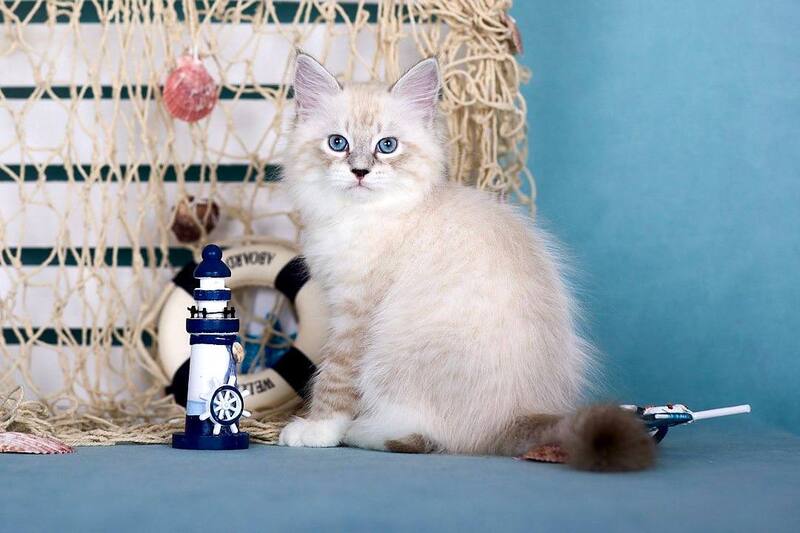 Don Juan Siberian male black silver with white tabby pointed - live animals