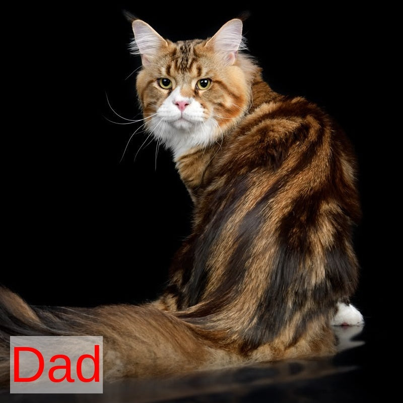 Xotil Maine Coon male, red with white tabby