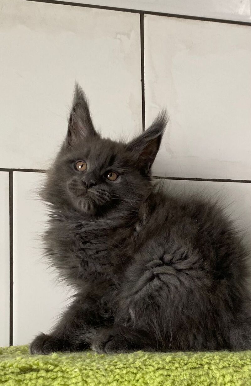 Vilyu Maine Coon polydactyl male, blue
