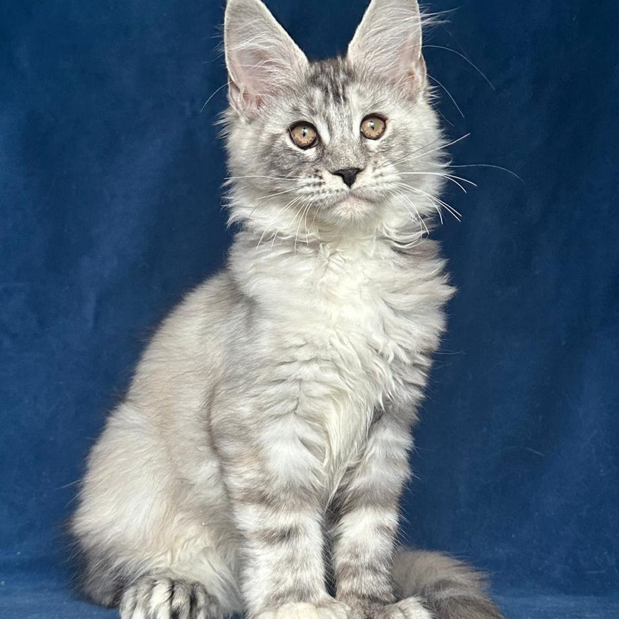 Liya Maine Coon polydactyl 6x6x6x6 female, black tortie silver ticked tabby