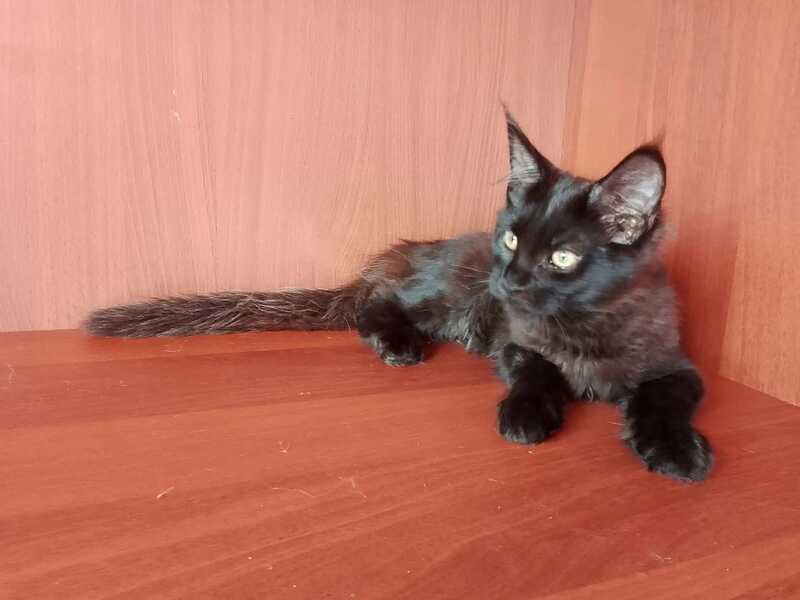 Dark Maine Coon male, black