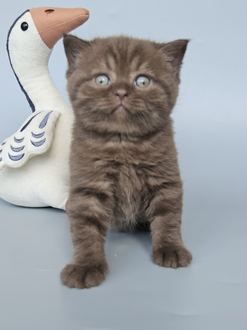 Aurelia British Shorthair female, chocolate