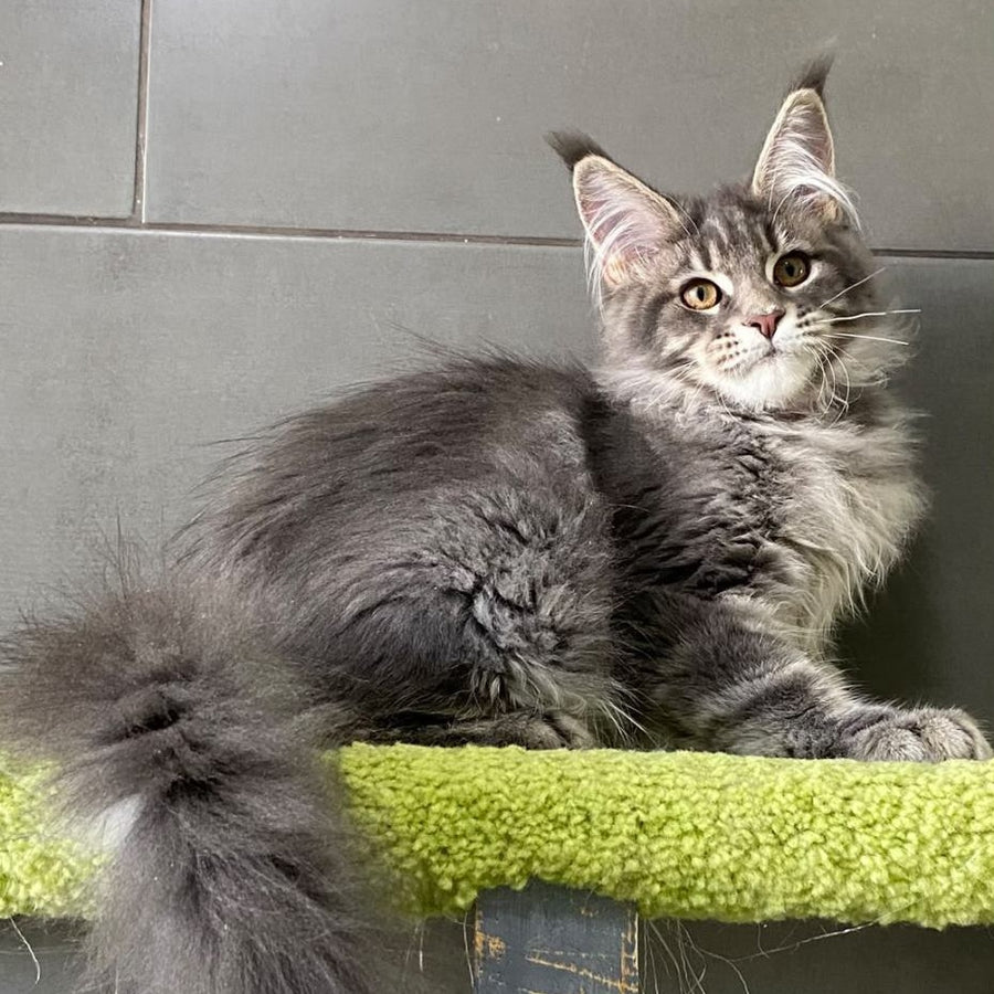 Varna Maine Coon female, blue tabby