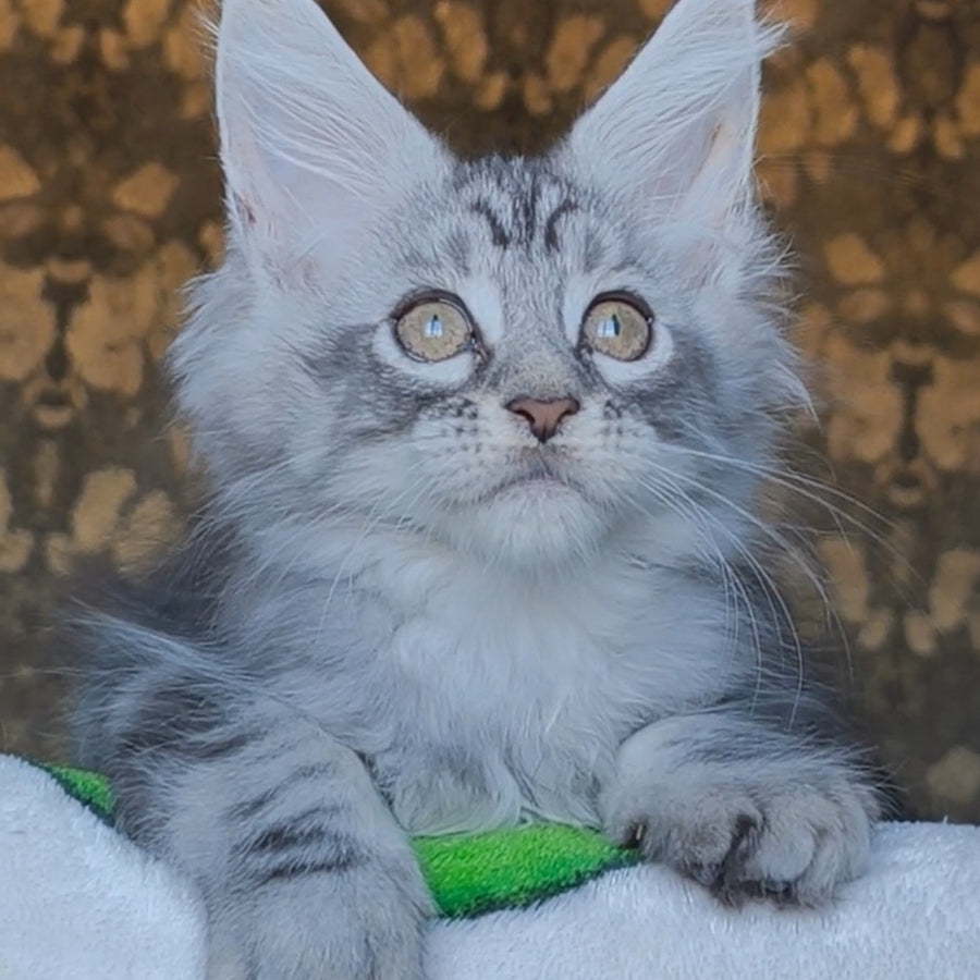 Iron Maine Coon male, black silver tabby
