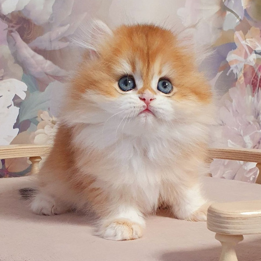 Dzhessi British Longhair female, black golden chinchilla