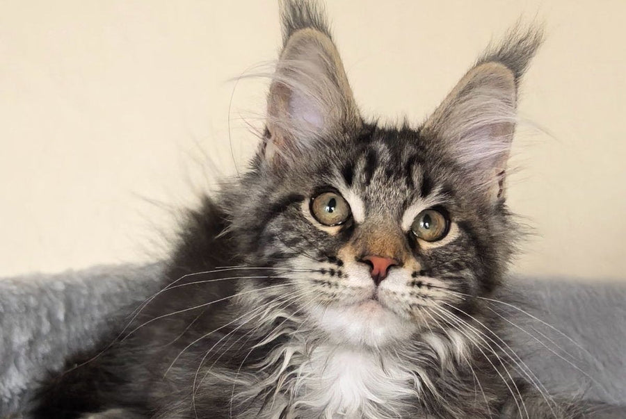 Dianne Maine Coon female black tabby - live animals