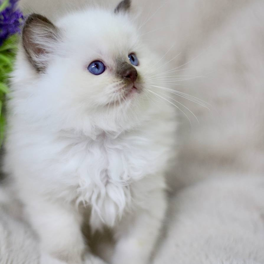 Kimi Ragdoll male, black mitted