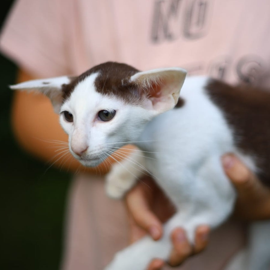 Puri Bembi Oriental Shorthair male, chocolate bicolour
