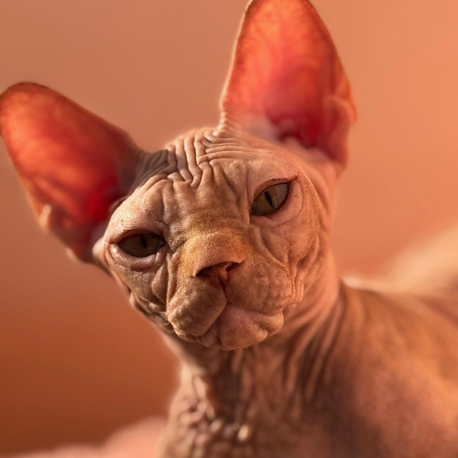 Eliot Canadian Sphynx male, red