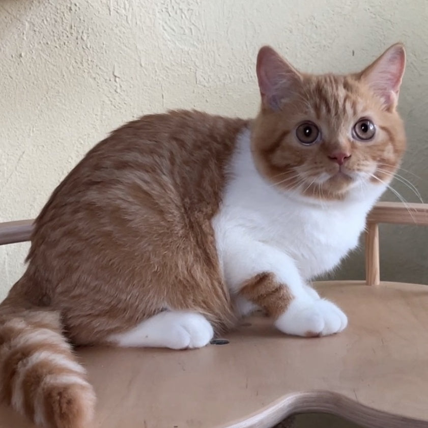 Demian British Shorthair male, red bicolour