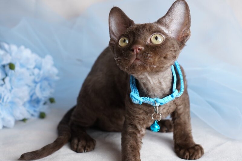 Makar Devon Rex male chocolate - live animals