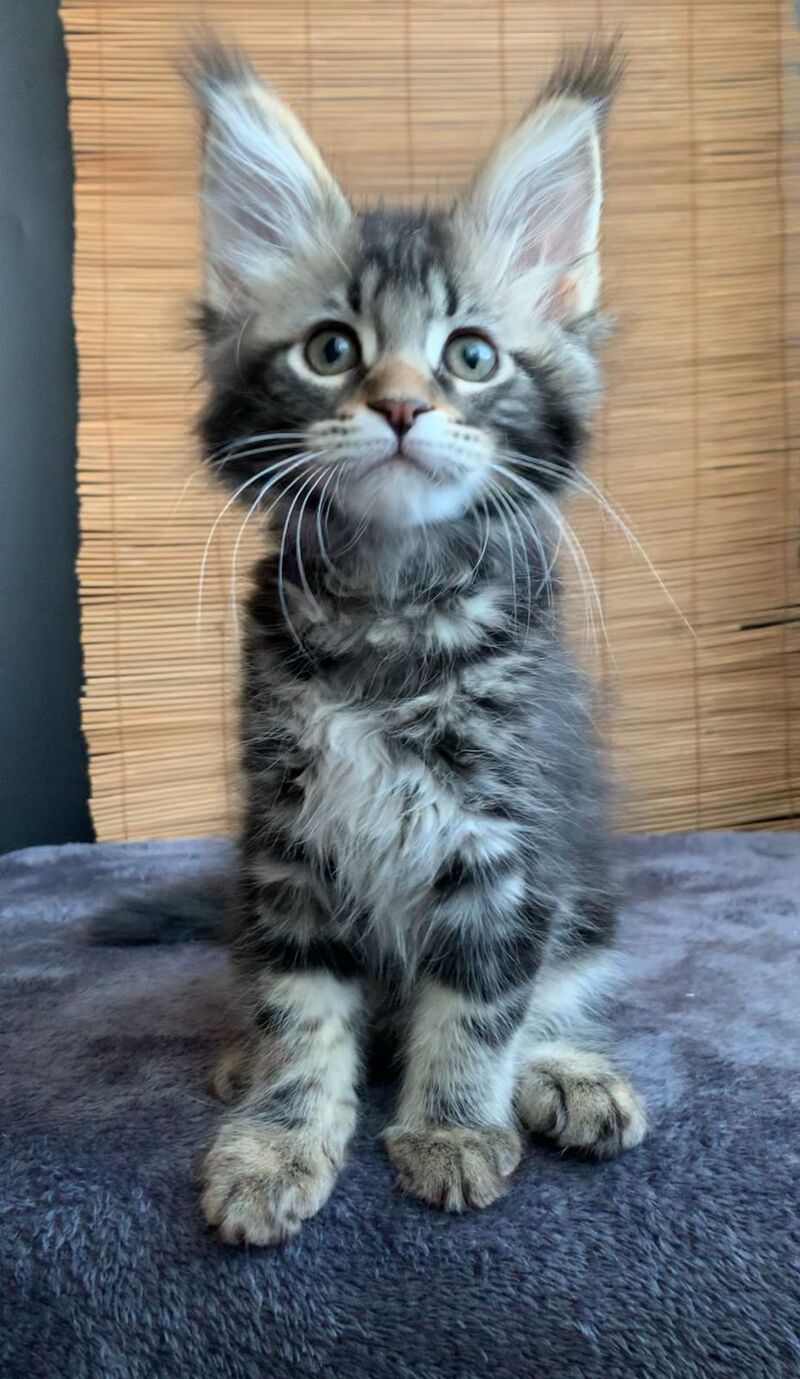 Itaka Maine Coon female black tabby live animals