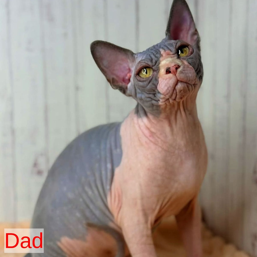 Elvis Canadian Sphynx male, black