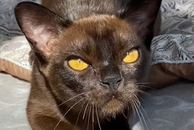 Unika Burmese female black - live animals