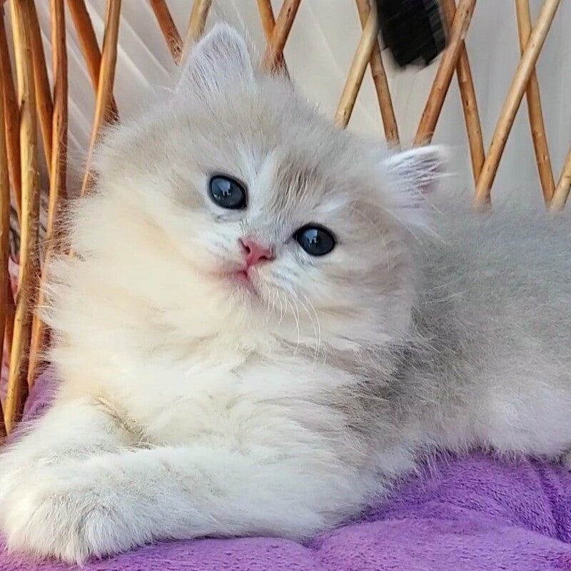 Zara British Longhair female blue golden shaded - live animals