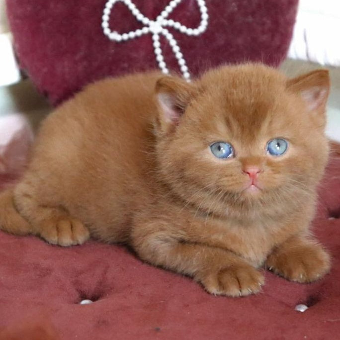 Redmy British Shorthair female, cinnamon