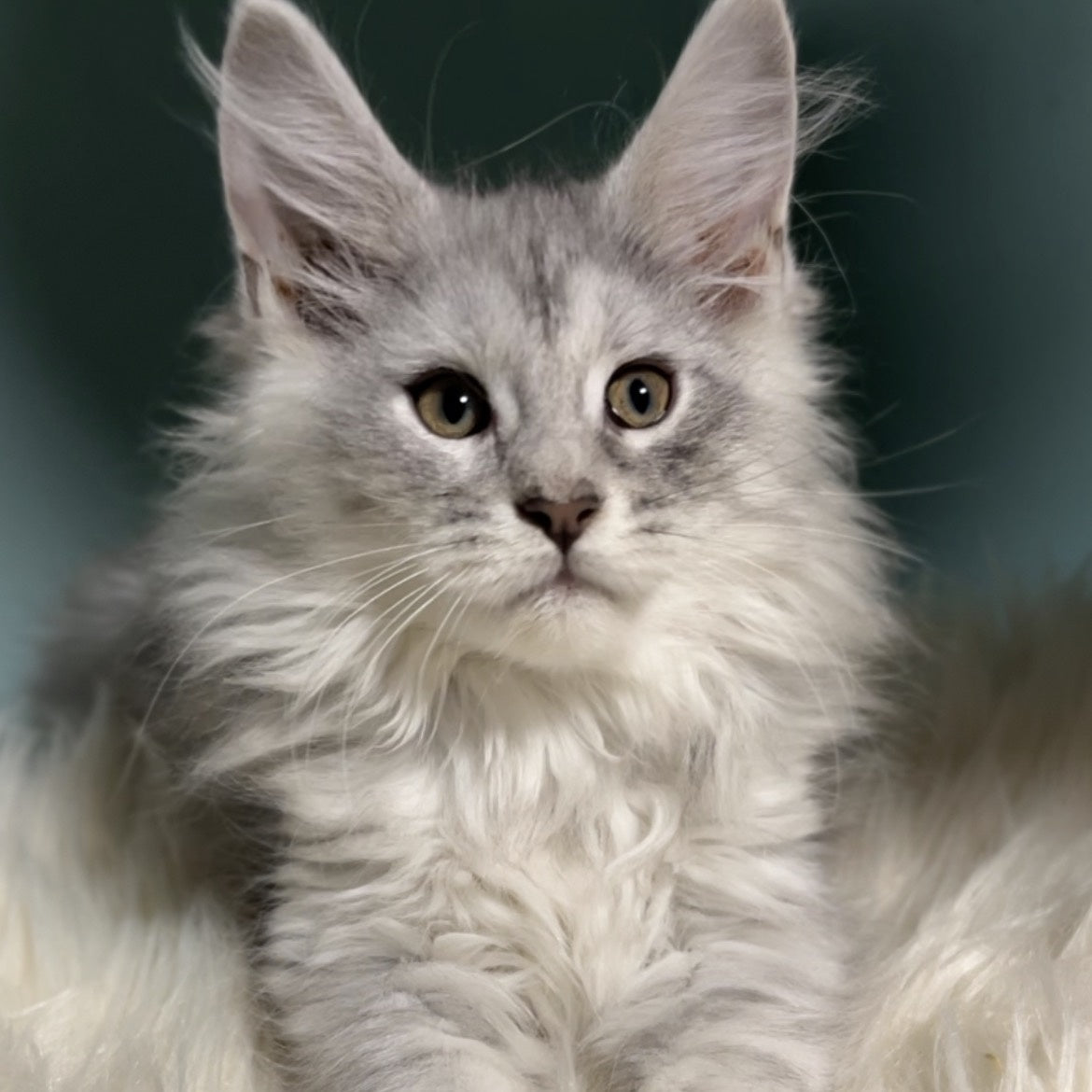 Hello Kitty Maine Coon female, blue silver spotted tabby